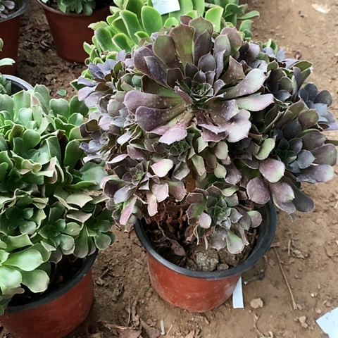 荷兰玫瑰玫瑰玫瑰