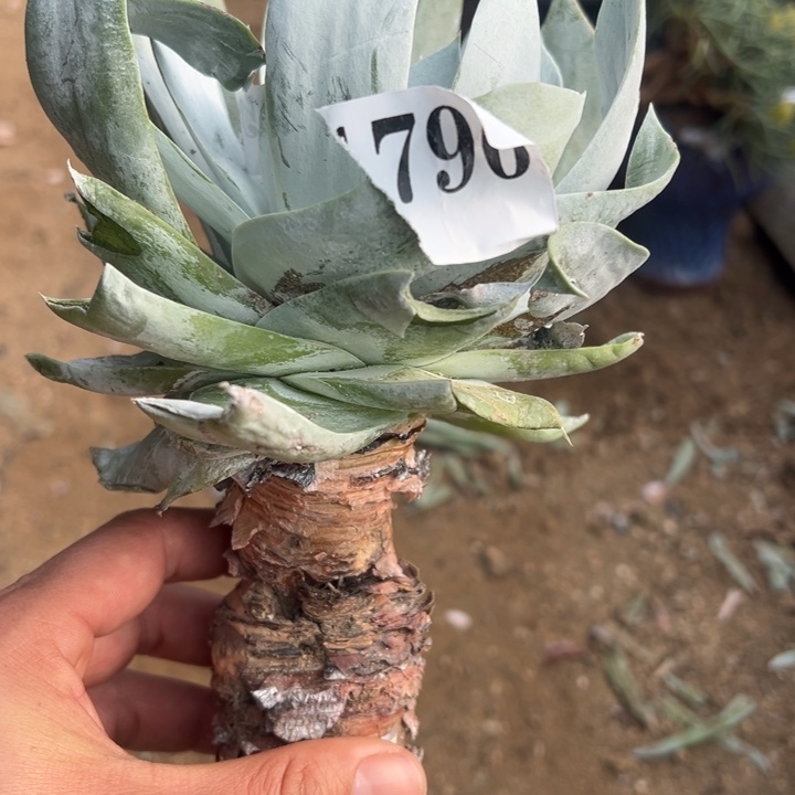 796号雪山多肉植物老庄有干疤