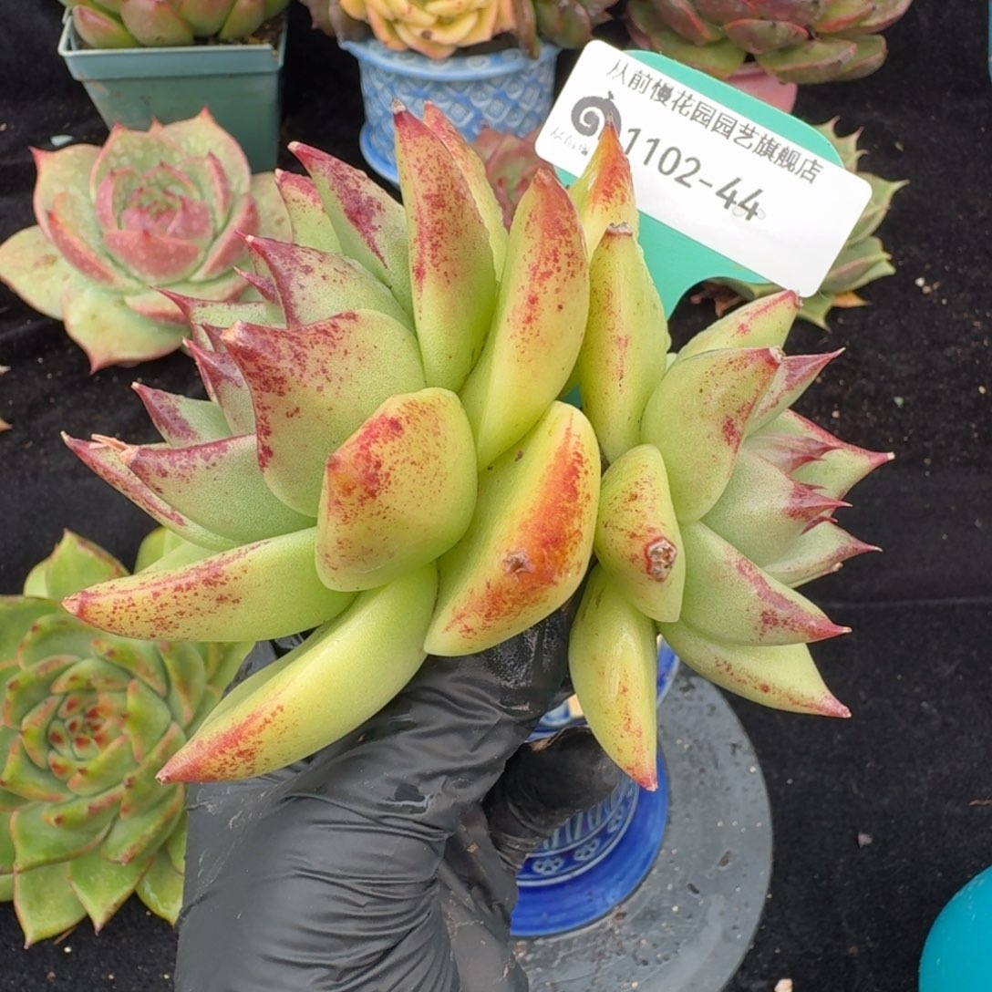 从前慢多肉精选编号1102.44