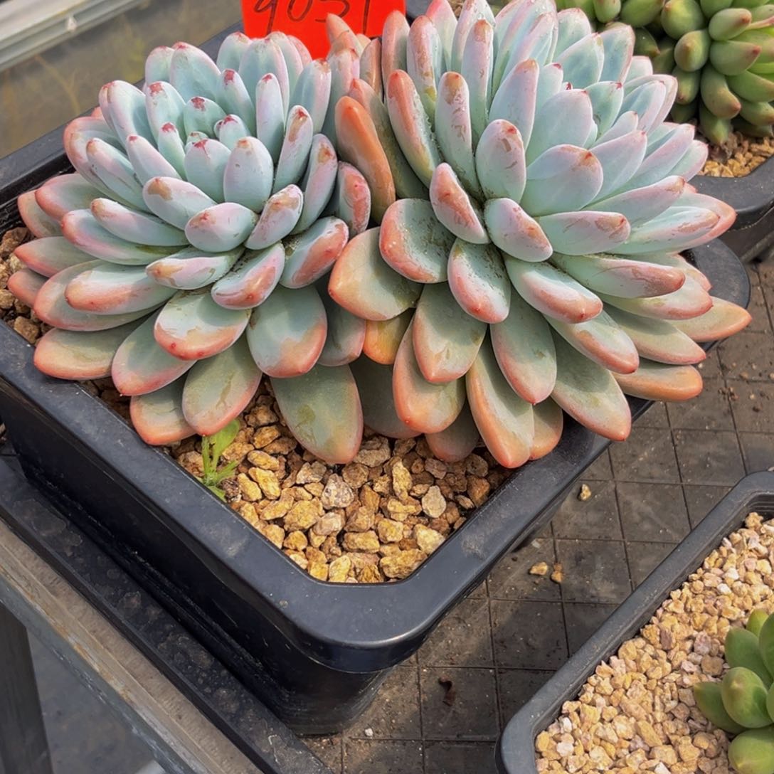 9051上午多肉植物群生