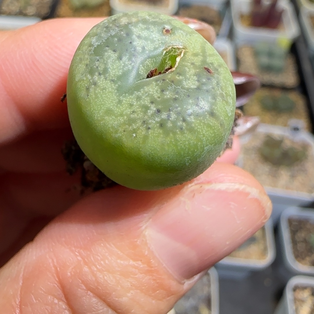 多肉植物拉登杂炸特17号