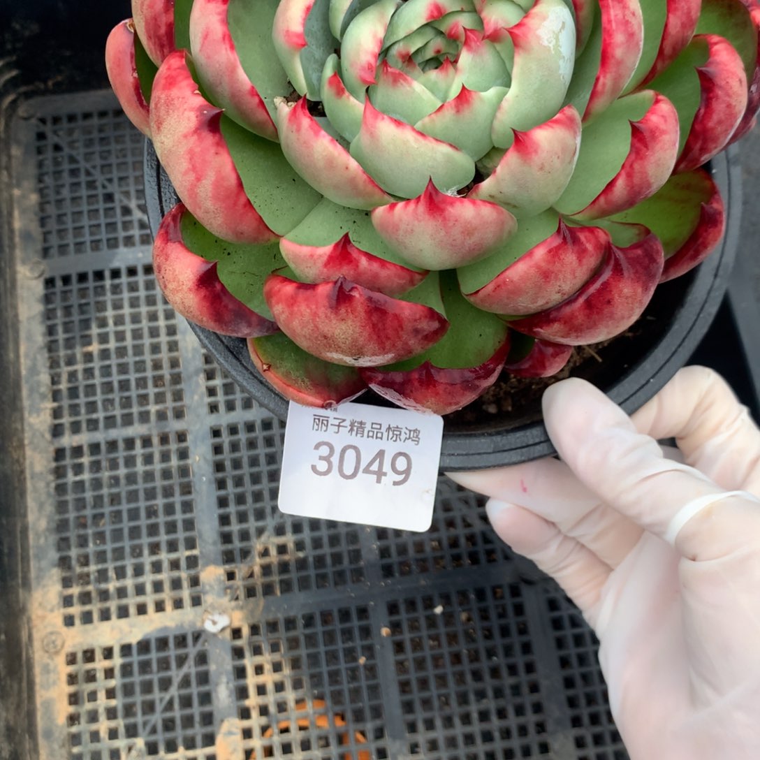 上***水3049一物一拍13厘米