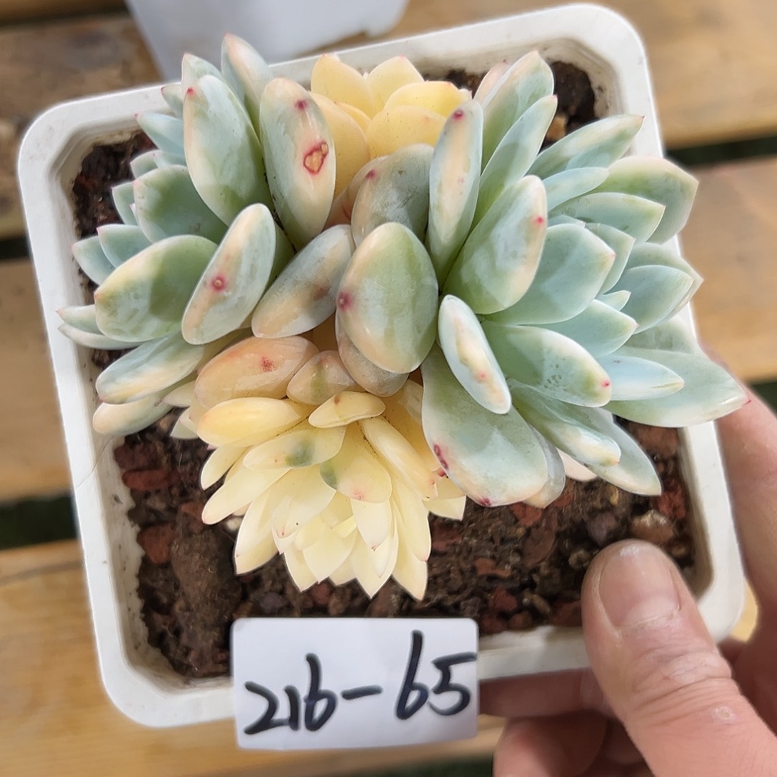 216-65梦露锦多头多肉