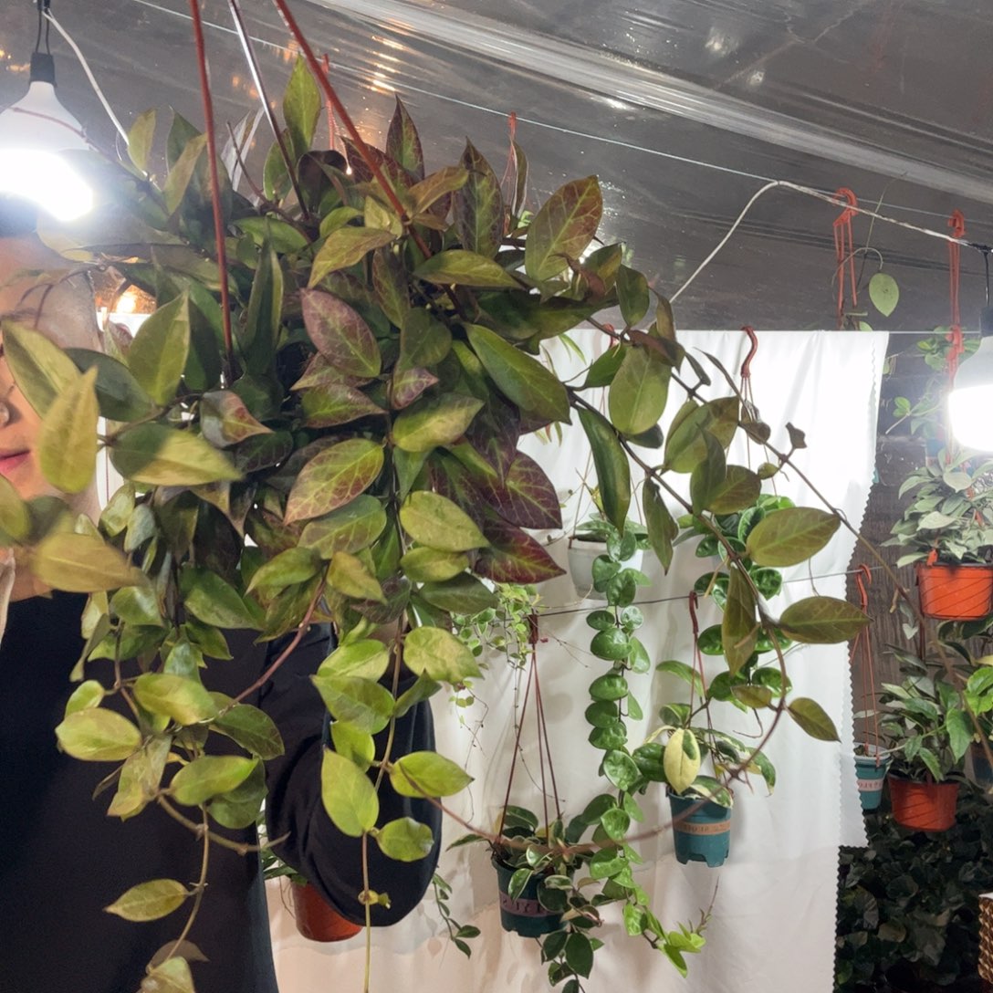 香***雪无花朵苏奈球兰品种