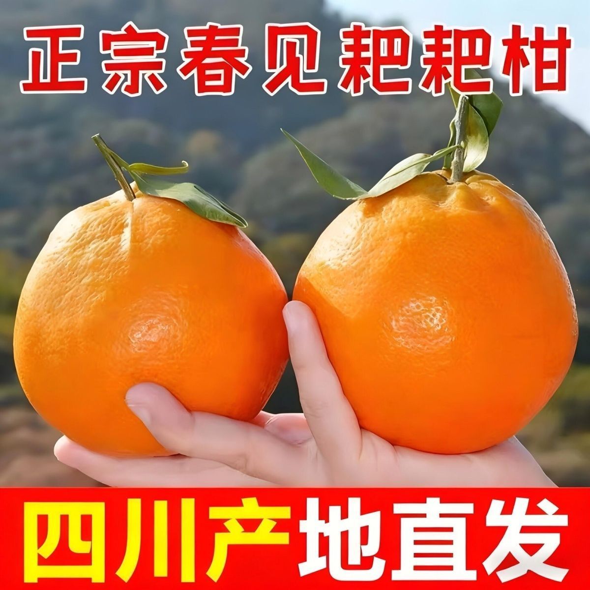 【辛平优选】四川正宗四川爆浆春见耙耙柑自然成熟新鲜采摘