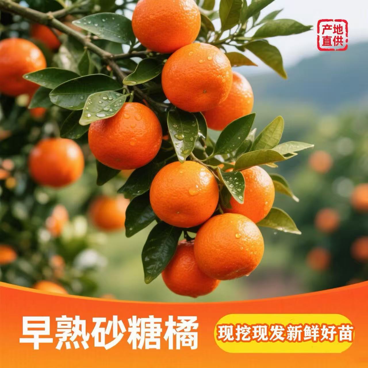 砂糖橘果苗地哉盆栽均可南北方种植