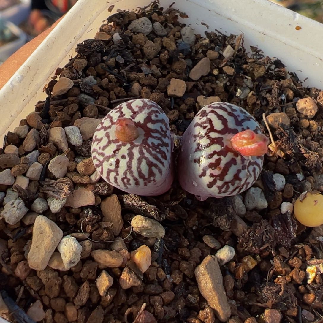 061多肉植物种类多样