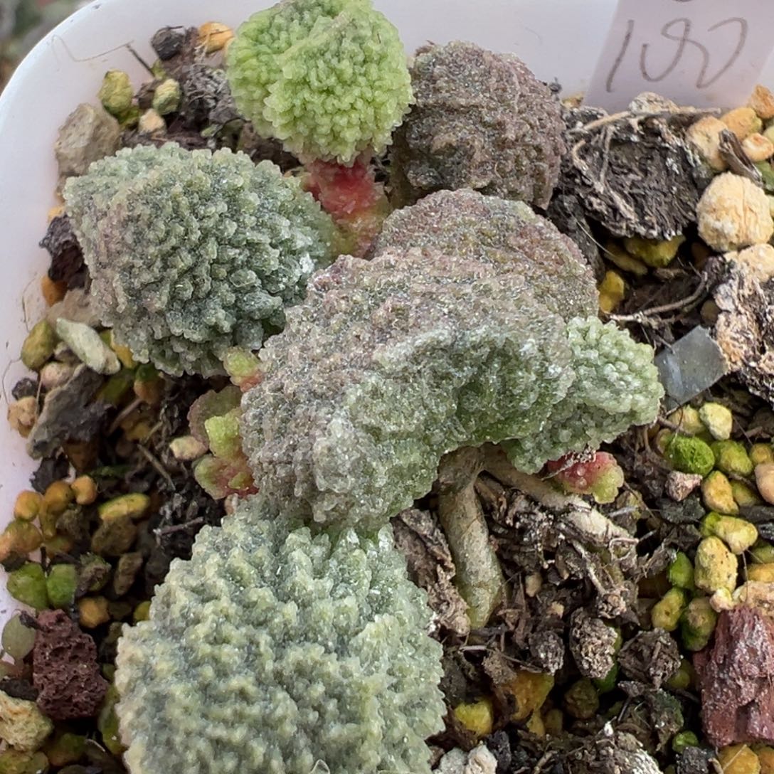 圆叶型实生新品多肉植物