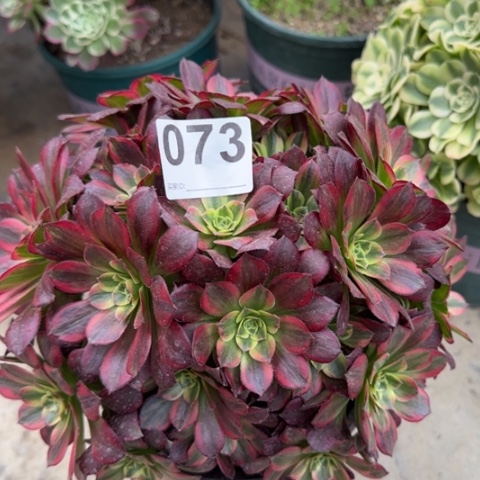 073安娜朵朵20厘米左右