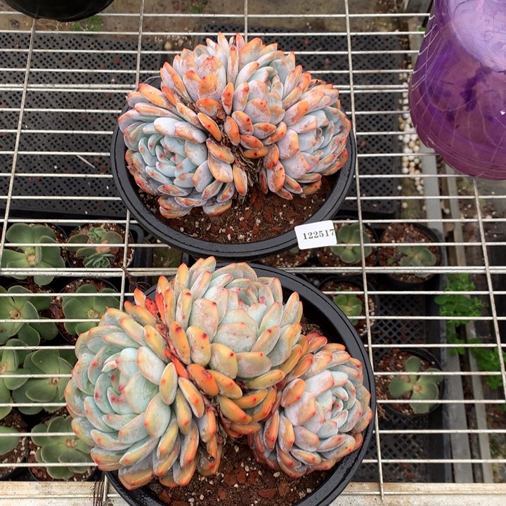 122517两个嗯嗯嗯嗯嗯嗯额嗯嗯