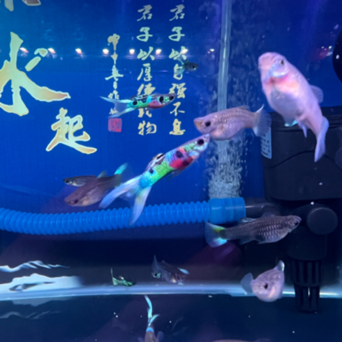 精品彩虹双剑孔雀鱼小型热带鱼淡水鱼