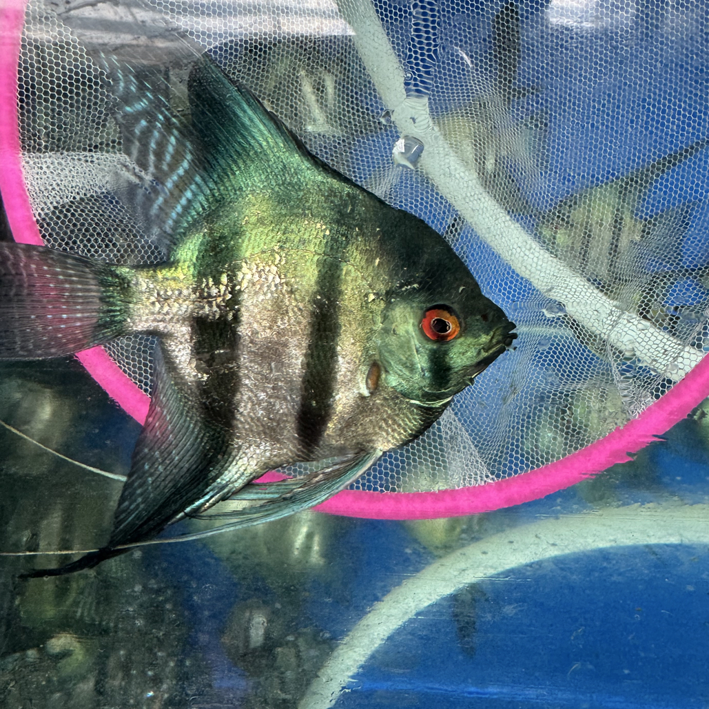 阿凡达烟熏神仙燕鱼淡水热带观赏鱼新手好养耐活