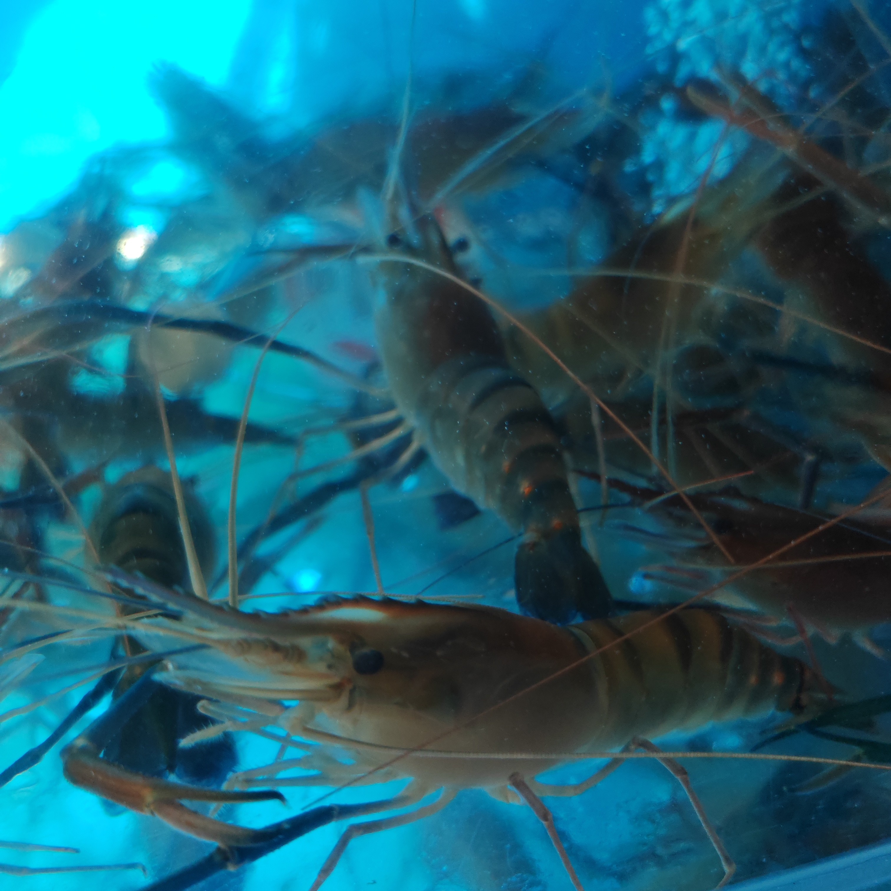 保鲜不保活淡水虾王罗氏虾国产0.5Kg-8 - 12只1斤装