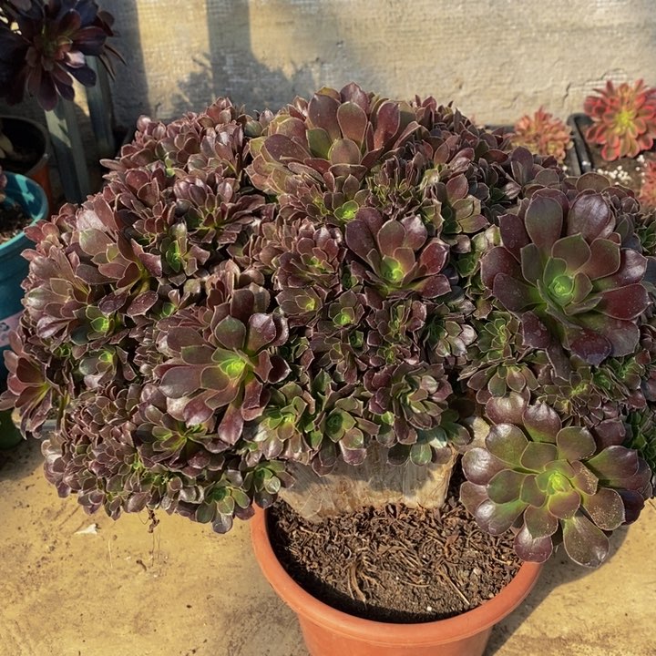 柠檬玫瑰缀化多肉1颗