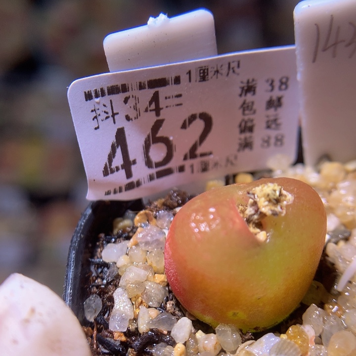 精品生石花34.462水蜜桃