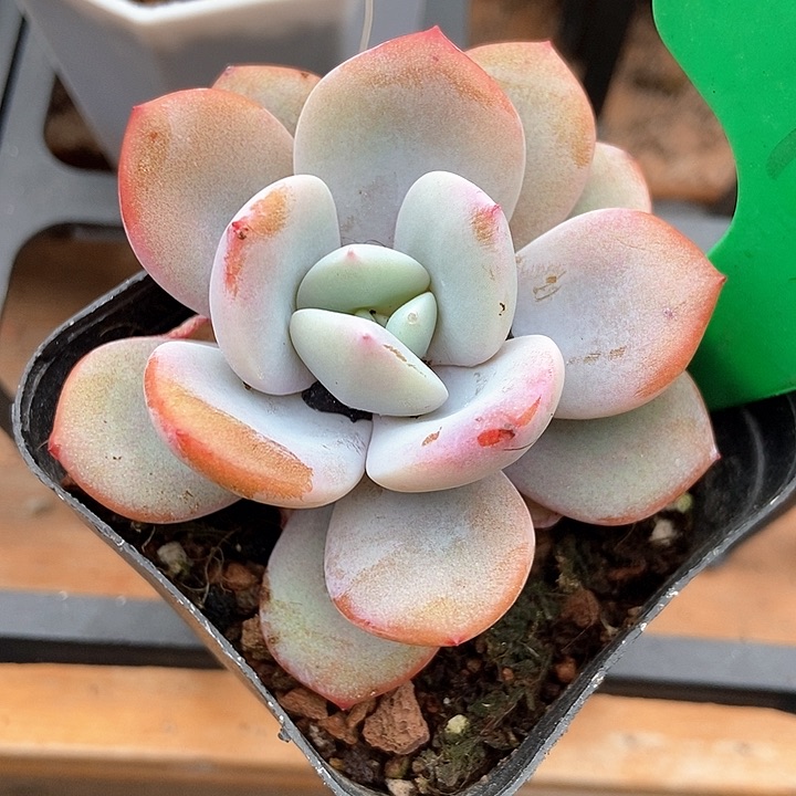 多肉植物奶茶985