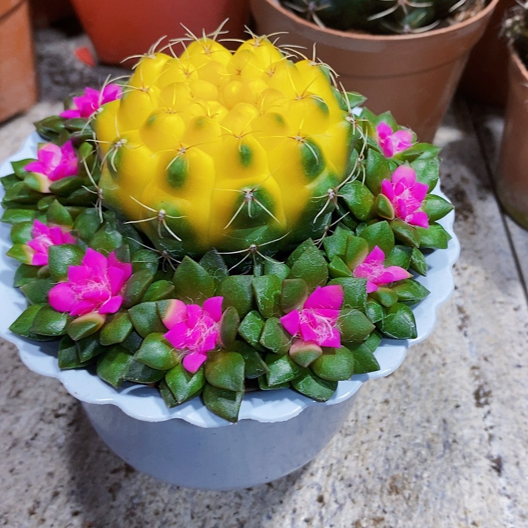 菲花溪1111111111111个