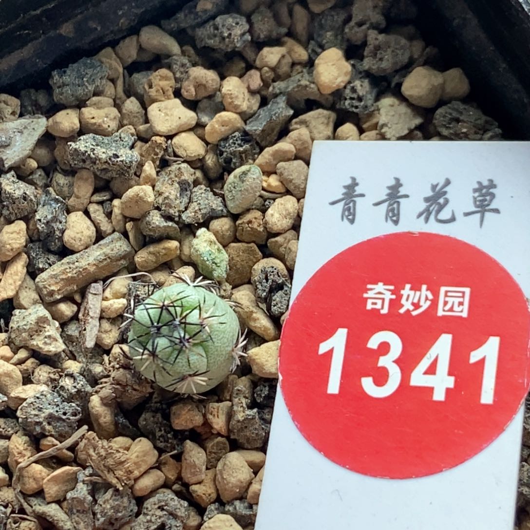 实生大尤帝王丸0.9cm