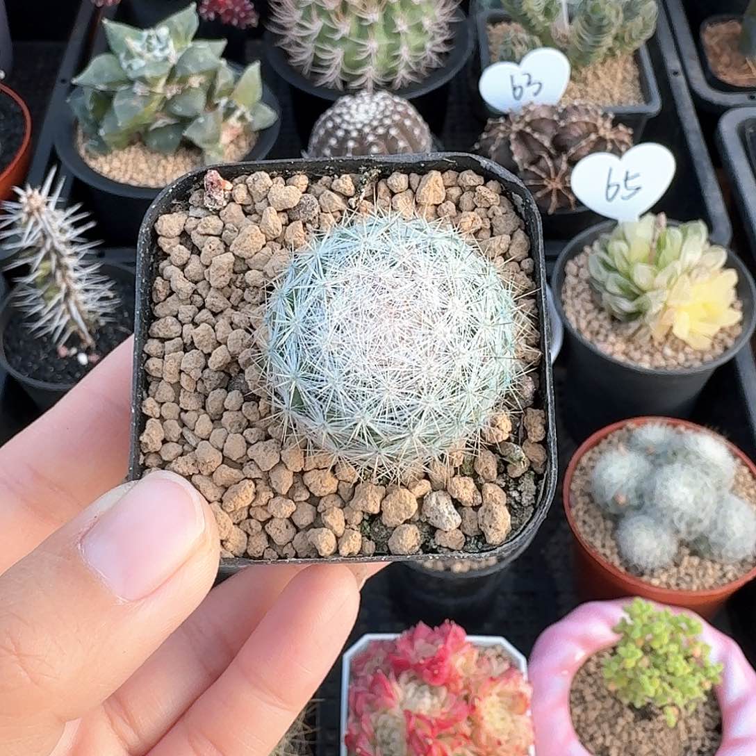 满月仙人球仙人球123