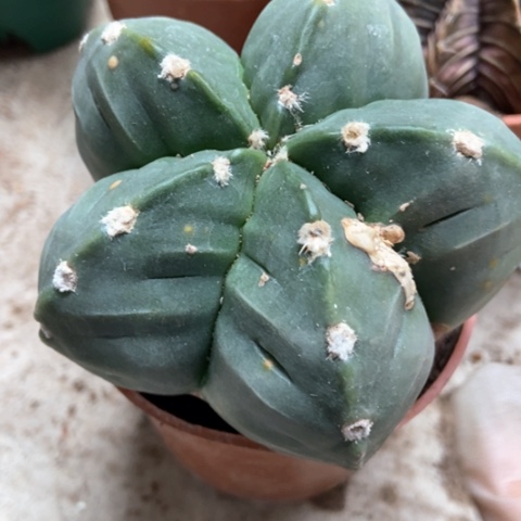 五角仙人球瑕疵不脱不换5米