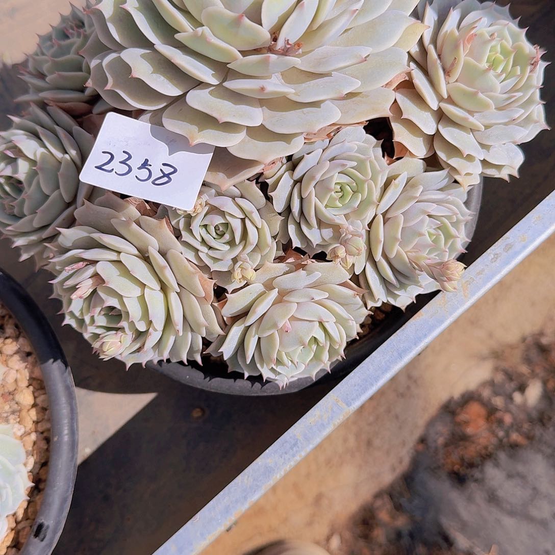 ?**?2358露那林多肉植物