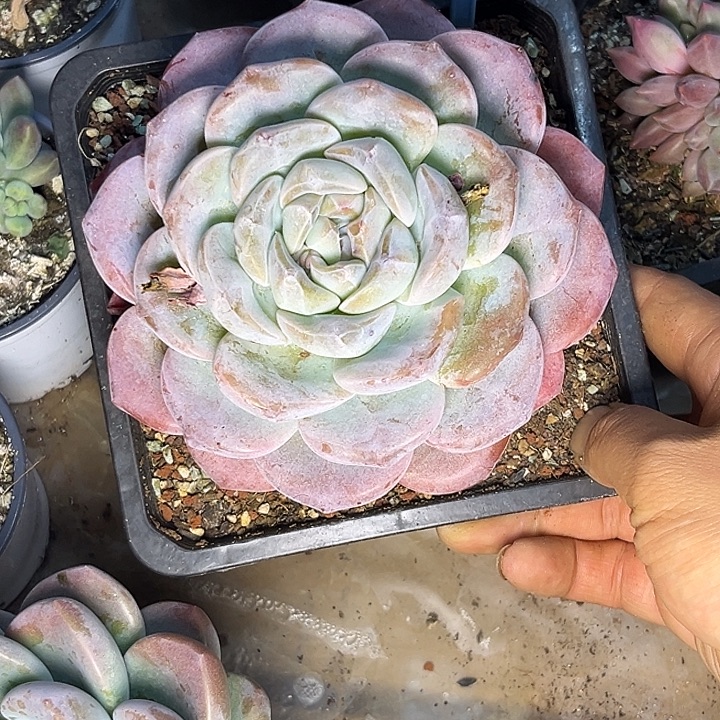 多肉植物冰玉群071