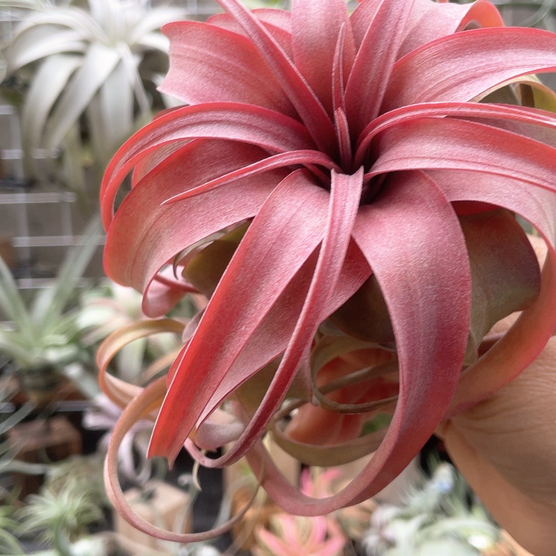 *****艾瑞克45号空气凤梨