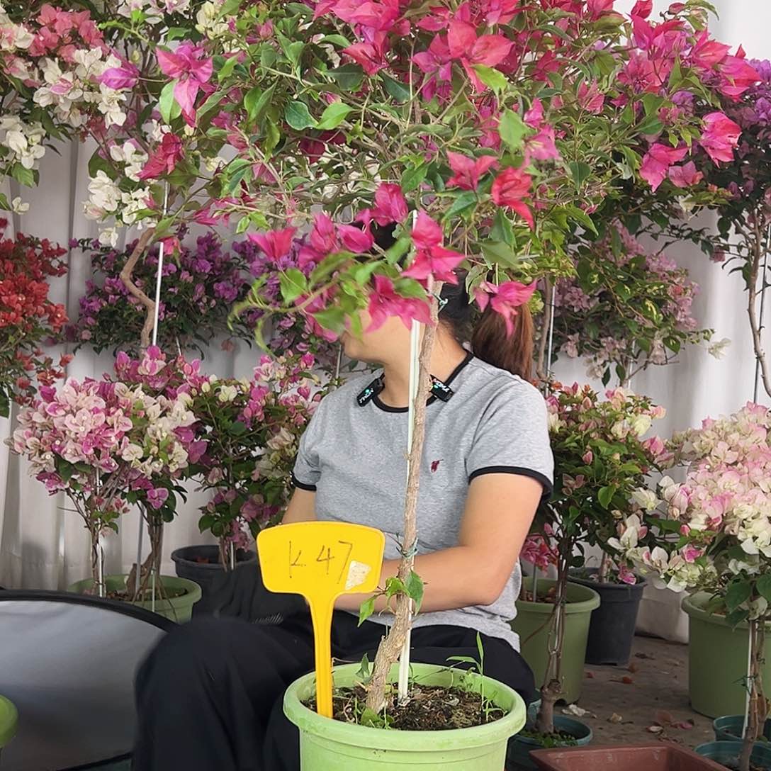 ゞ***ゞ大部分花苞少量开放K47酒红桑巴