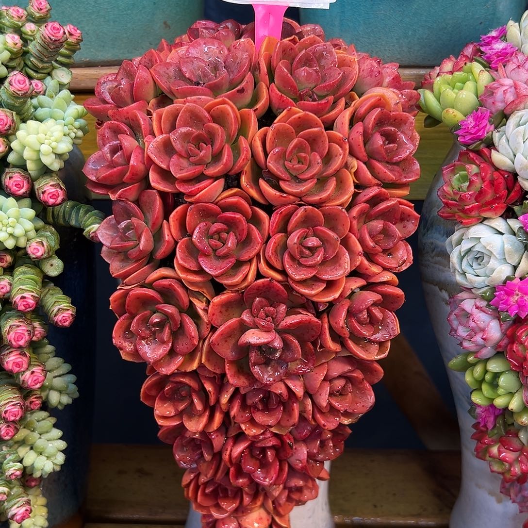 035巧克力玫瑰多肉嘴啊