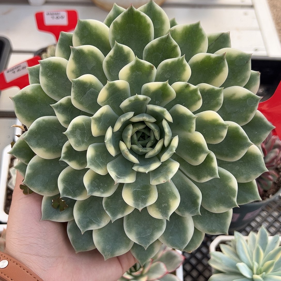 171号艾丽卡锦多肉植物