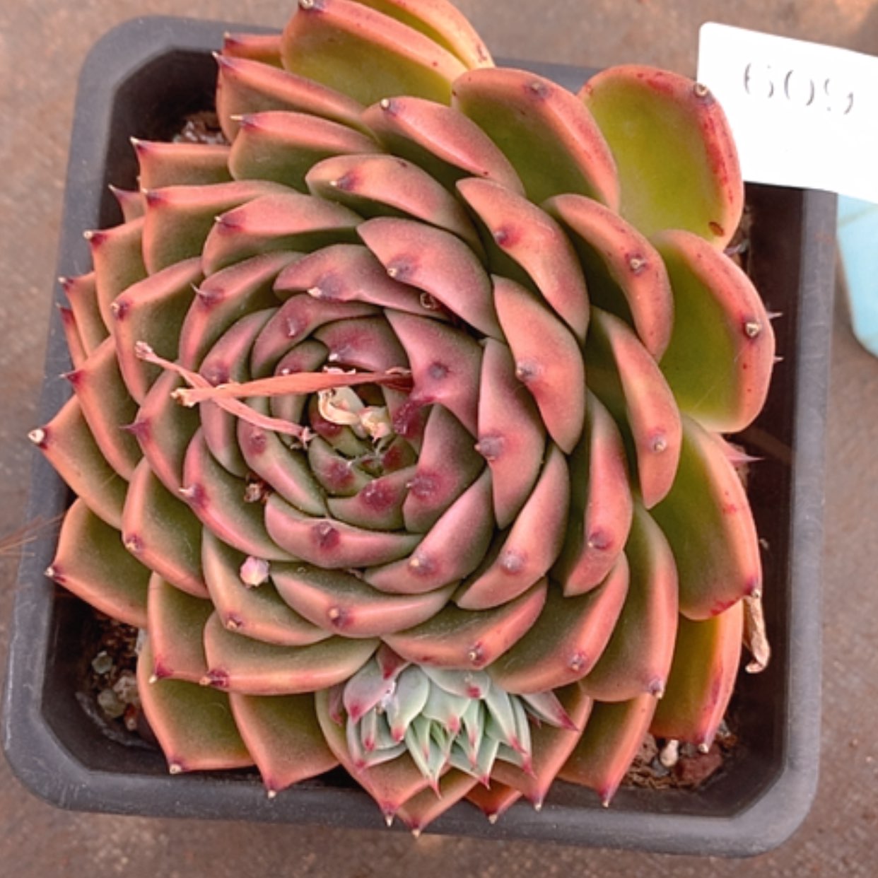 【闪购商品】云609号18公分