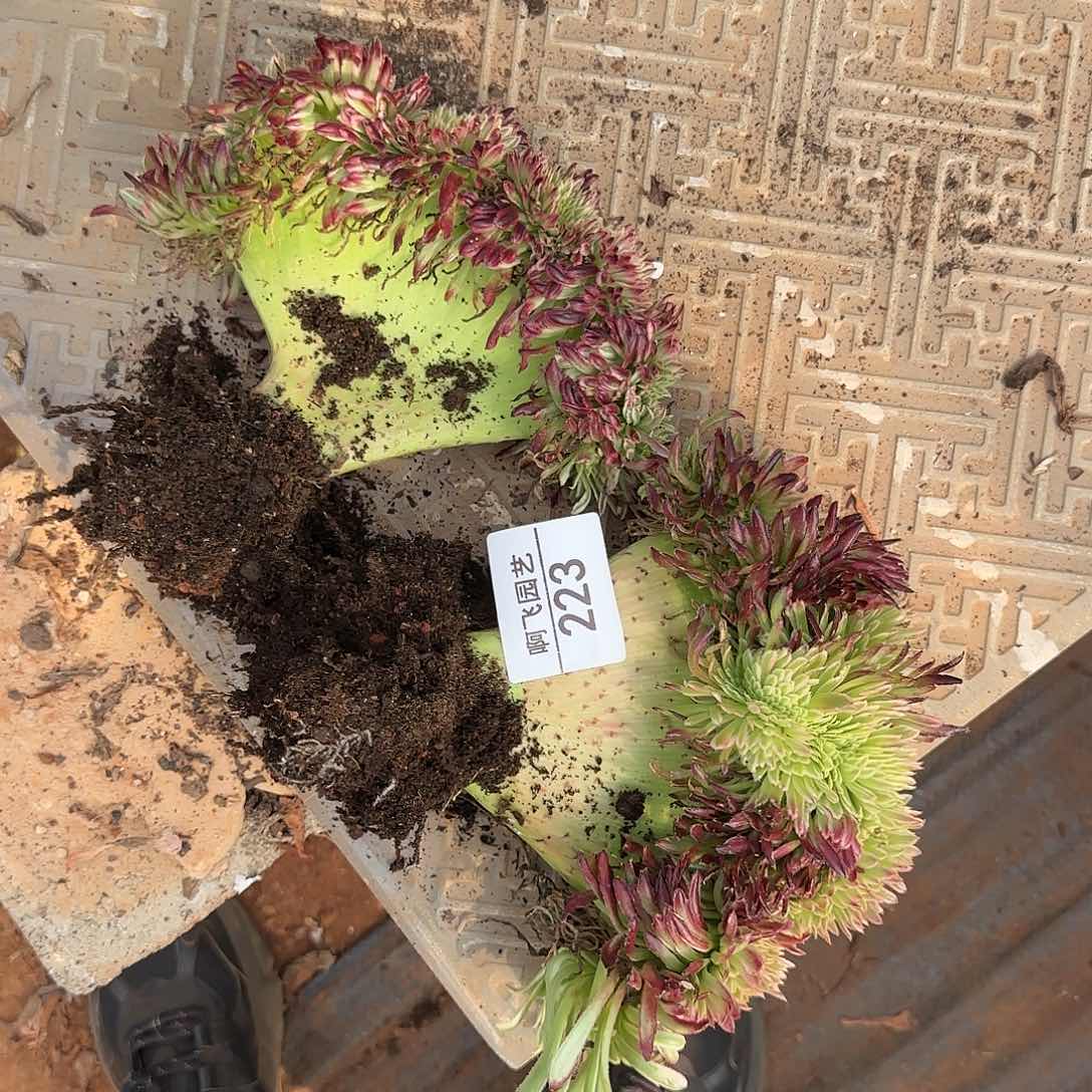 陈*欣223多肉 缀化2颗