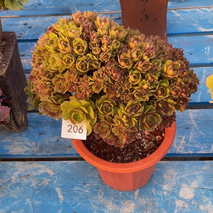 206号万圣节朵朵微瑕