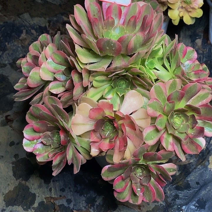 用***2雨荷老桩865号链接