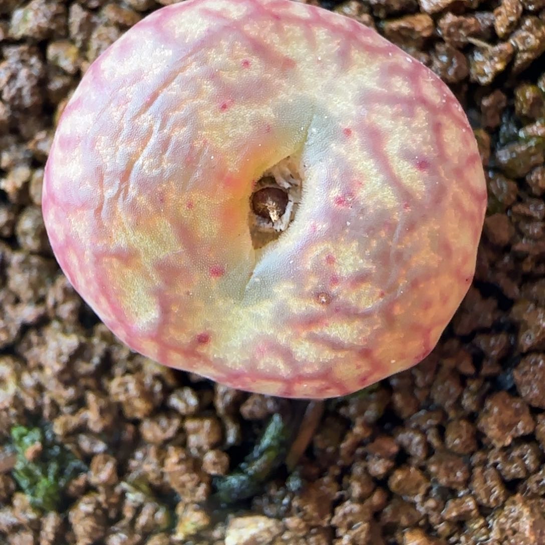 多肉植物83号链接