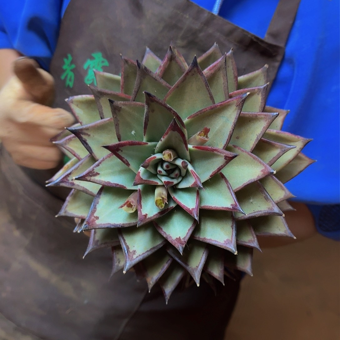 乌木 一颗 不包损不售后