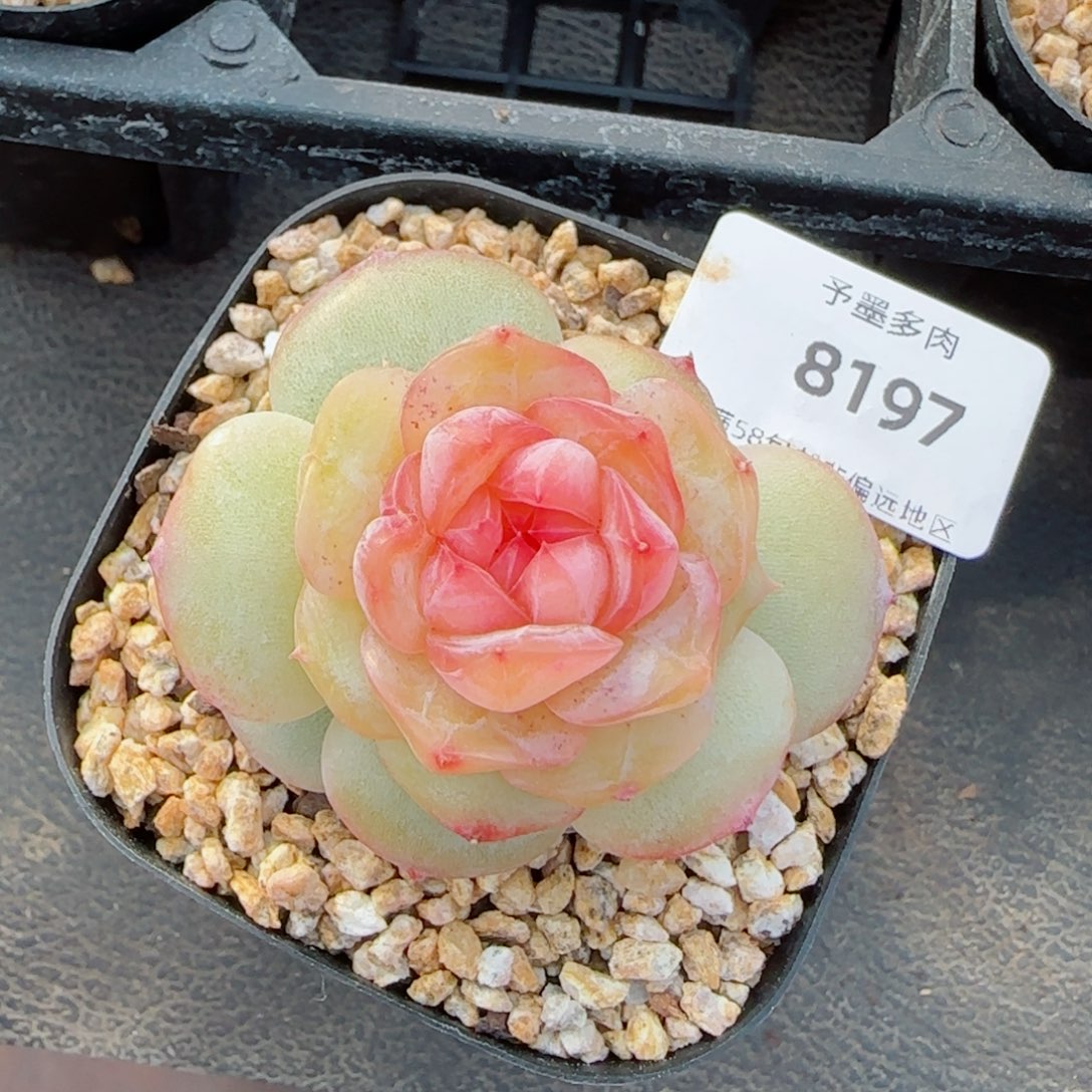 红丝绒，8197多肉