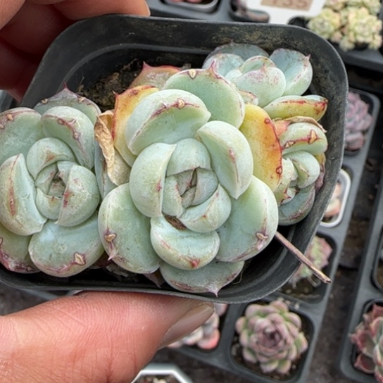 137胖虎多肉植物多