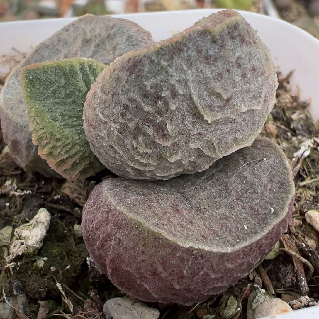 紫色血斑冰感岩层实生新品