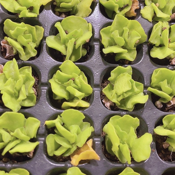 精品翡翠蛋糕多肉植物