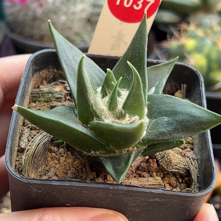 实生龙牙牡丹一棵仙人球