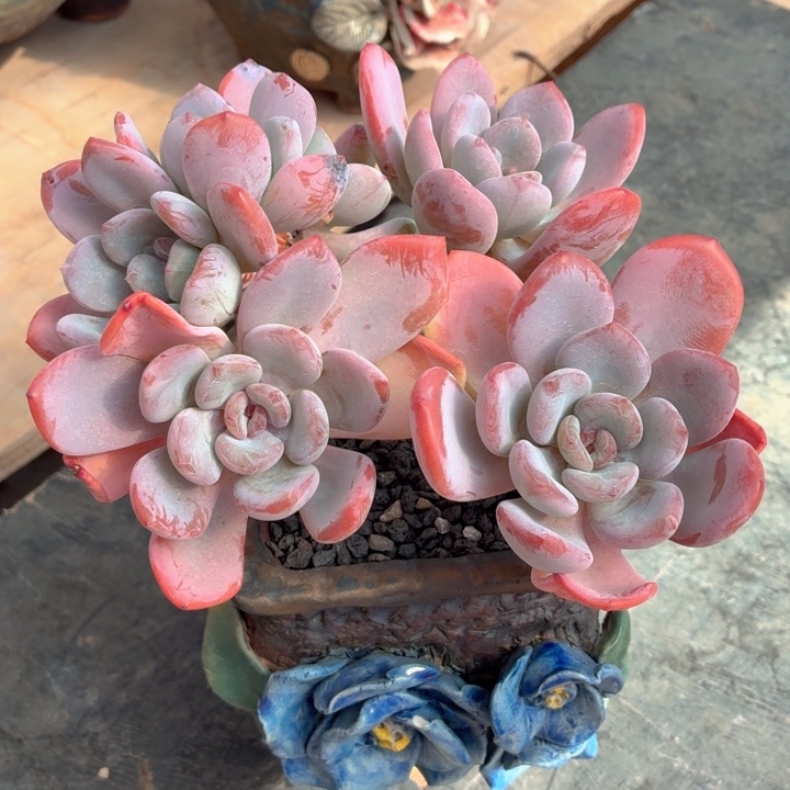 多肉植物 香橙一物一拍-4