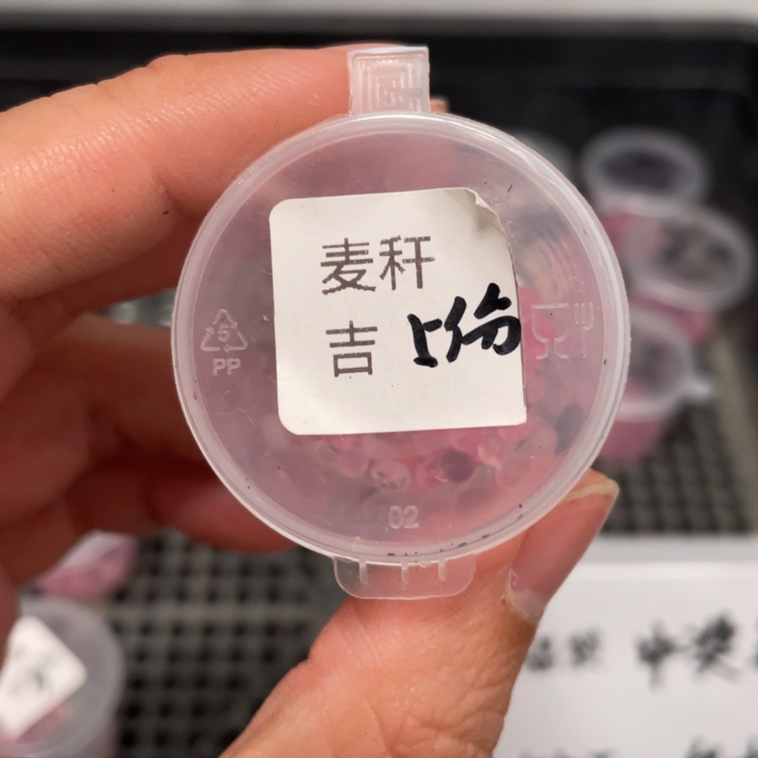 麦秆✖️吉娃娃20粒，新品