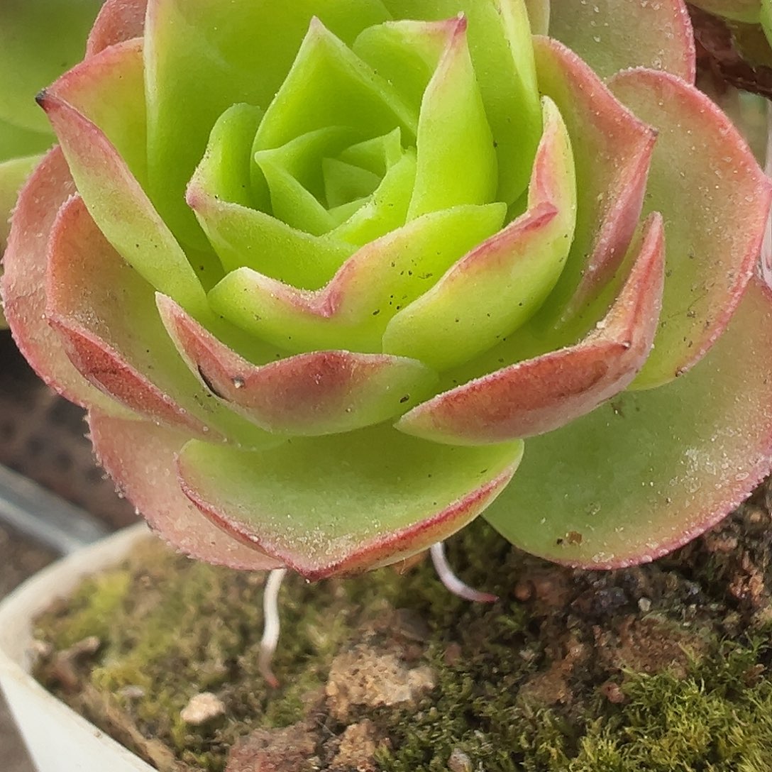 老***姐陈陈922疑似贵货侧牙