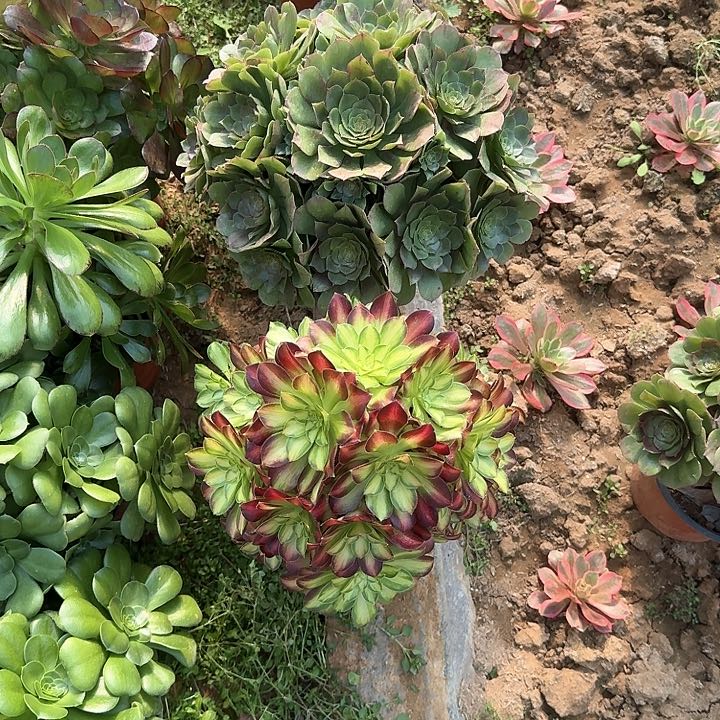 多肉植物绍华10无售后