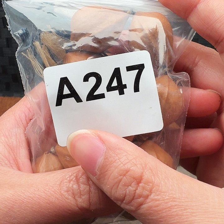 幸***安手串/手链橄榄核橄榄