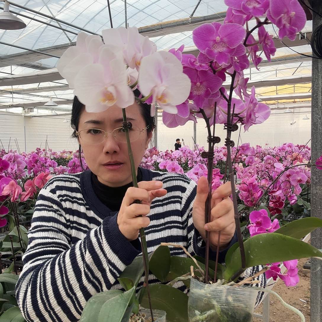 完全开放粉色大舌头1颗，罗曼史情人1颗