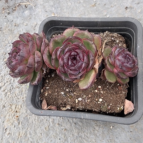 夜**兰1099多肉植物老桩