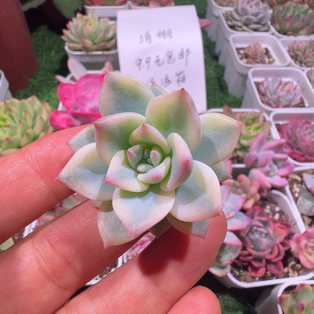  ****多肉植物多肉植物