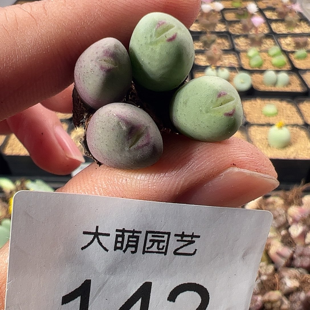 一物一拍。       142